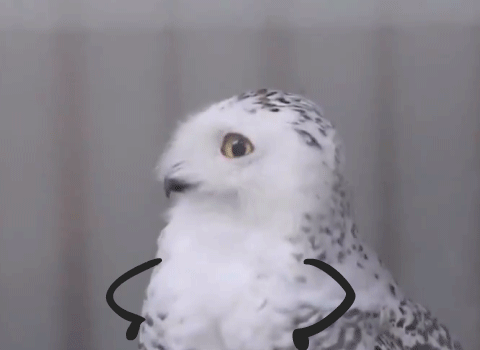 owl turd gif