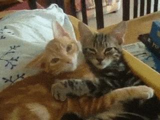 funny gif with cats