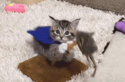 cats and artist problems gif