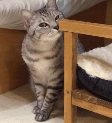 funny gif with cats