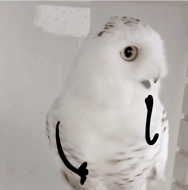 owl turd gif
