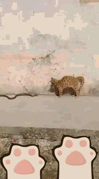 funny gif with animals