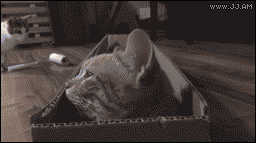 funny gif with animals