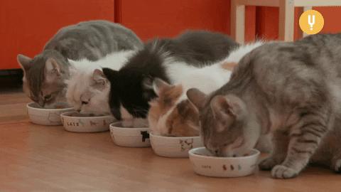 cats tired gif