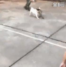 funny gif good morning images